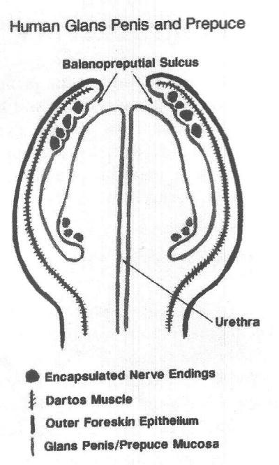 Sulcus Of Glans Penis