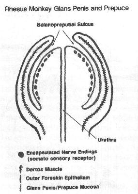 receptorii penisului