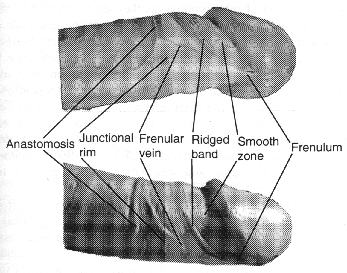 Glans Penis Anatomy 79