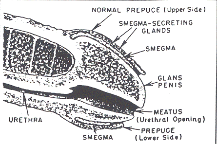 Nature's Assurance That the Uncircumcised Glans Penis Nature's Assurance That the Uncircumcised Glans Penis