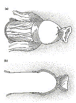 Permanent Infibulation Male