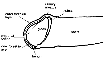 cross section of foreskin