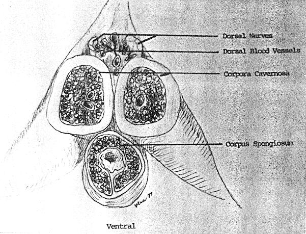 Cross-section of the anatomy of the penile root