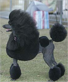 show poodle