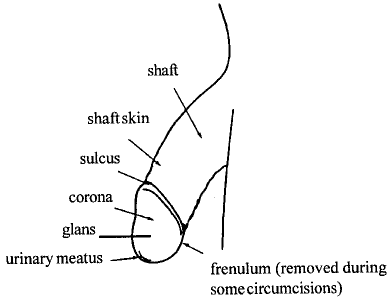 circumcised (4 Kbytes)