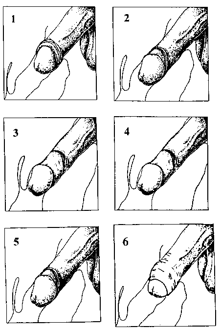 mechanics of intercourse (24 Kbytes)